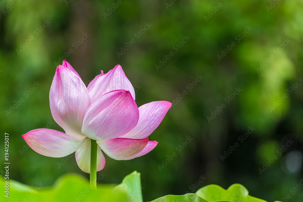The Lotus Flower.Background is the lotus leaf and  tree.Shooting location is Yokohama, Kanagawa Prefecture Japan.