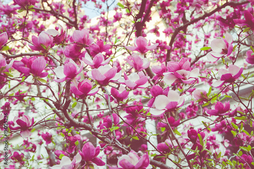 Pink Magnolias in Washington DC