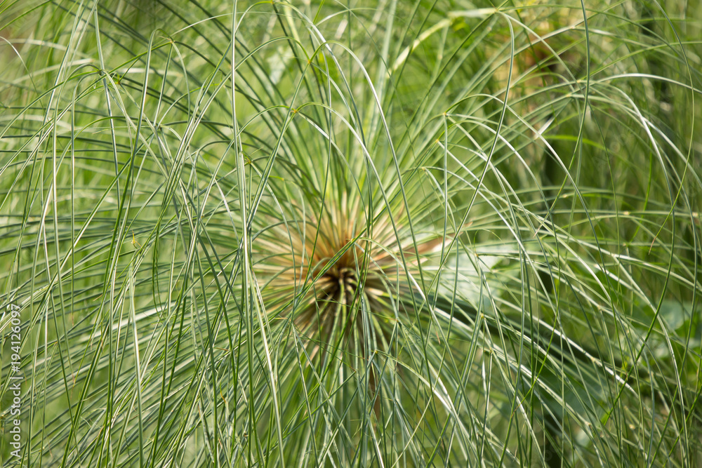  Green Small Leaf of Papyrus tree.