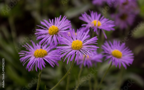 aster