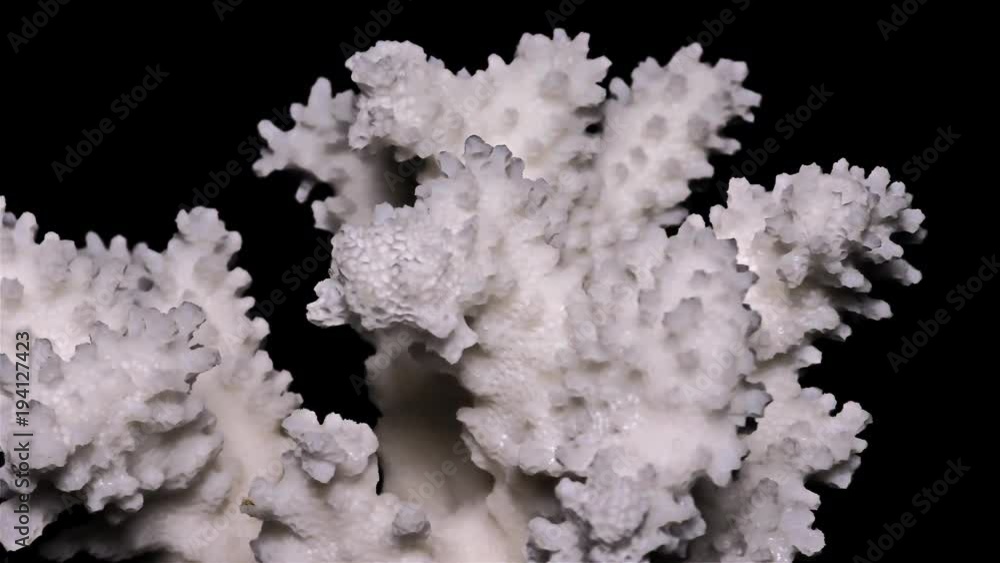 White Sea Coral on Black Background – Close-up, Detail White Sea Coral on Black Background – Close-up, Detail