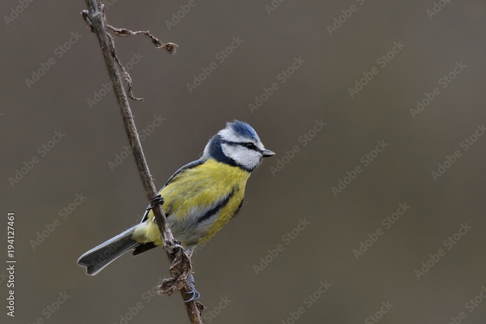 Cinciarella (cyanistes caeruleus) Cinciarella (cyanistes caeruleus)