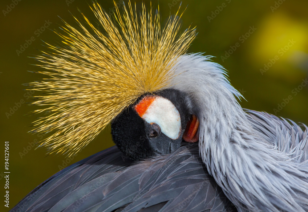Fototapeta premium Grey Crowned Crane (Balearica regulorum)