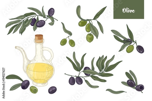 Collection of drawings of olive tree branches with leaves, black and green fruits or drupes and extra virgin oil in glass jug isolated on white background. Colorful hand drawn vector illustration.