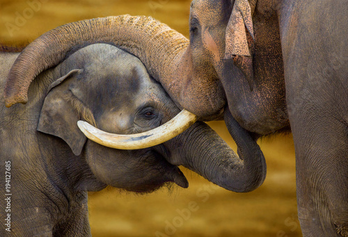 Elephant with a little elephant
