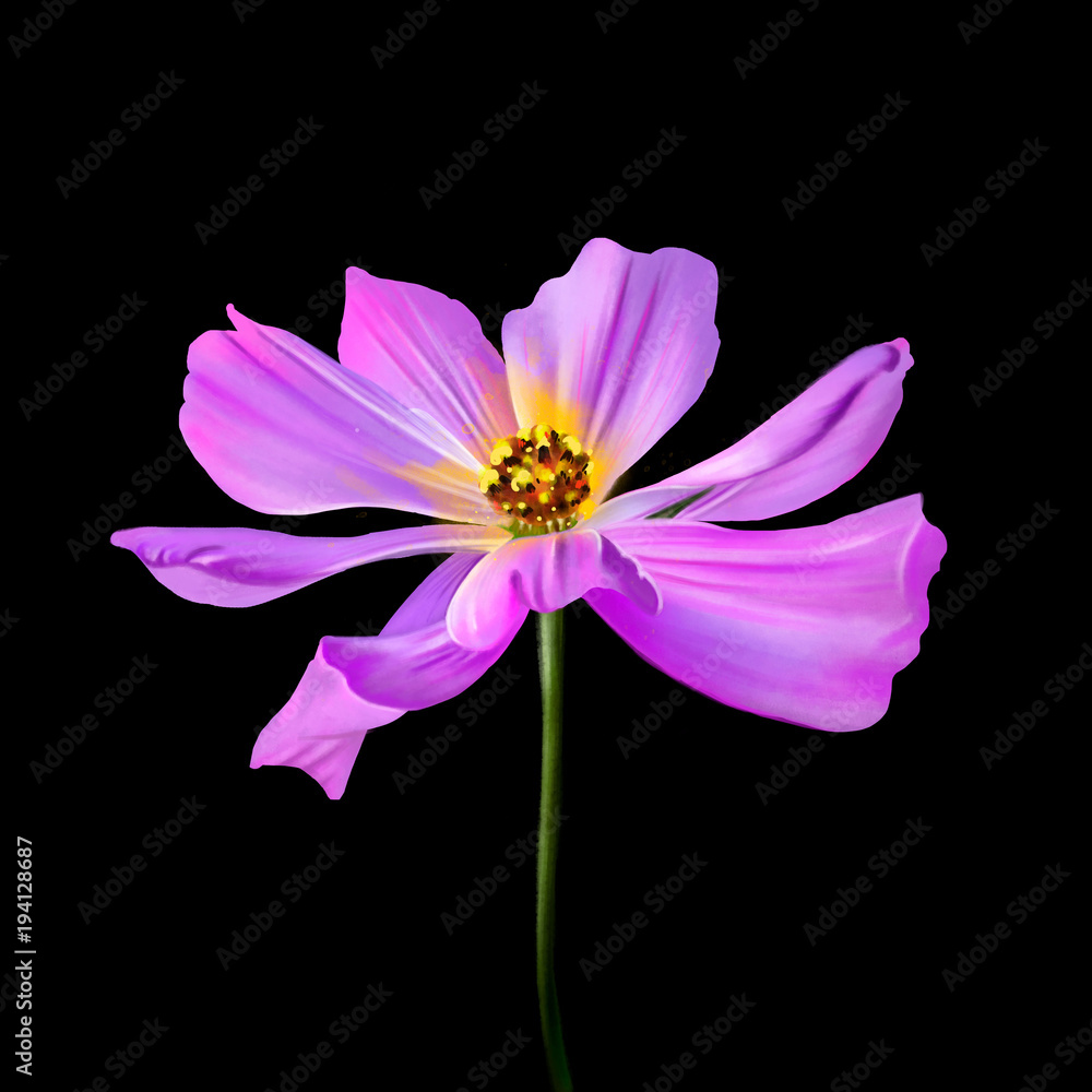 Watercolor illustration, handmade kosmeya flower, close up on black background Watercolor illustration, handmade kosmeya flower, close up on black background