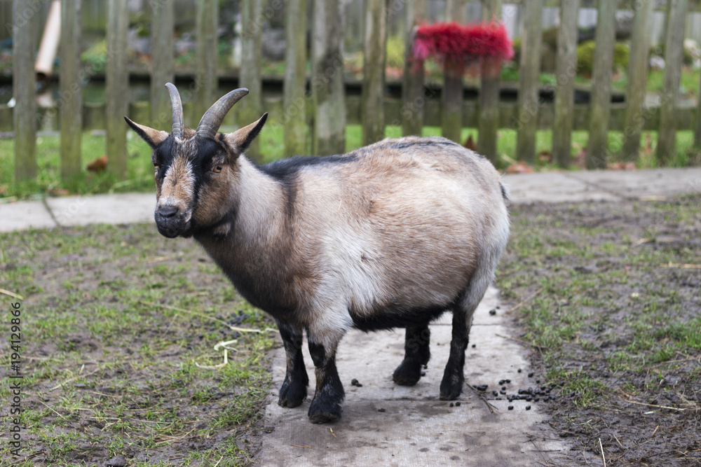 miniature goat miniature goat