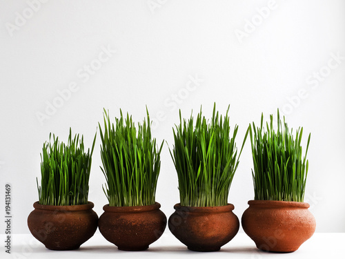 Beautiful, bright, fresh, green grass in pots