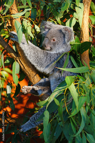 A koala sleeping on a eucalyptus gum tree in Australia