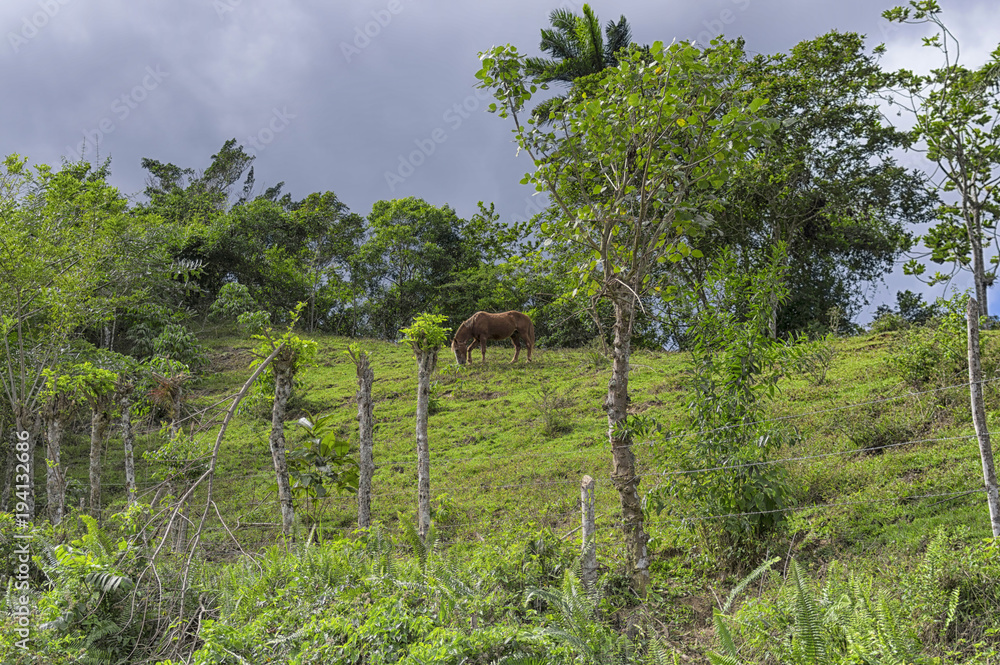 A brown horse sits on a hill with green grass and trees