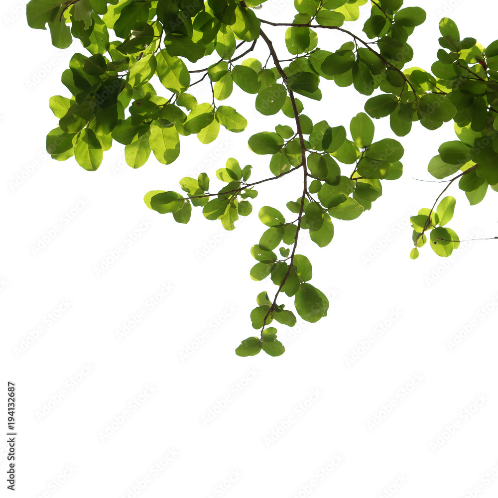 Obraz premium tree branch isolated