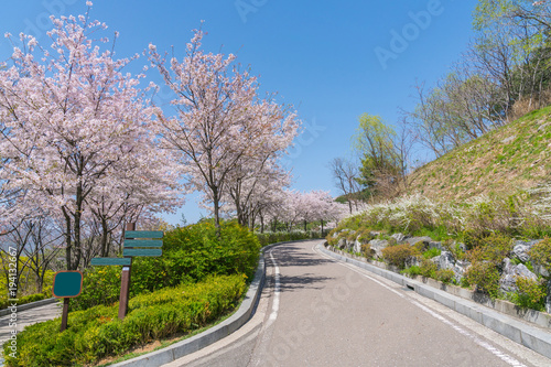 Wallpaper Mural Light pink cherry blossom flowers blooming with blue sky, Sakura flowers in spring season at Naksan park, South Korea on April 12, 2017 Torontodigital.ca