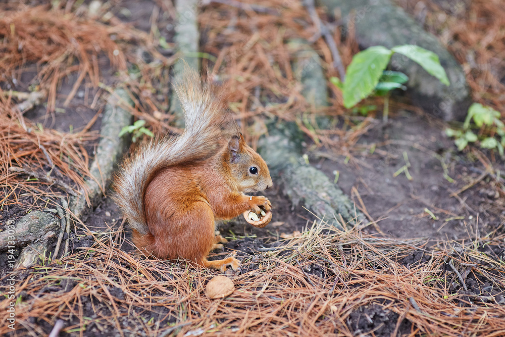 Red Squirrel, in the forest eating a nut Red Squirrel, in the forest eating a nut
