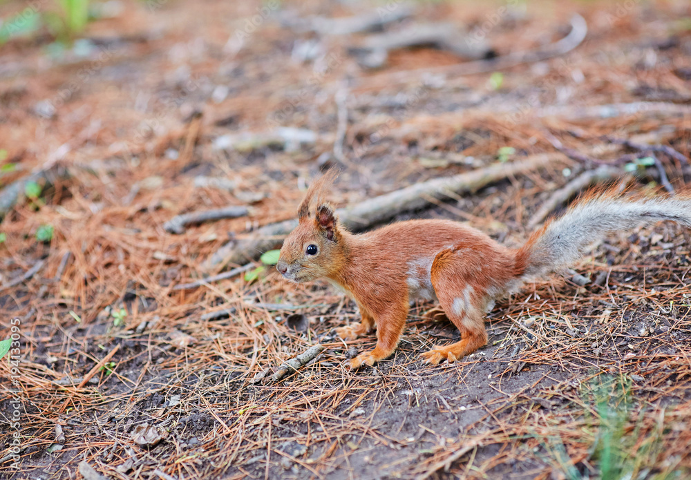 Fototapeta premium Red Squirrel, in the forest eating a nut
