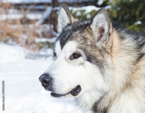 Alaskan Malamute portrait  