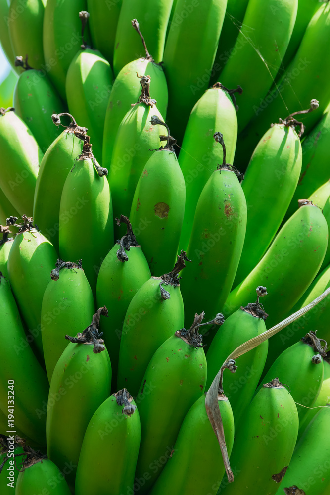 Plantain on tree Plantain on tree
