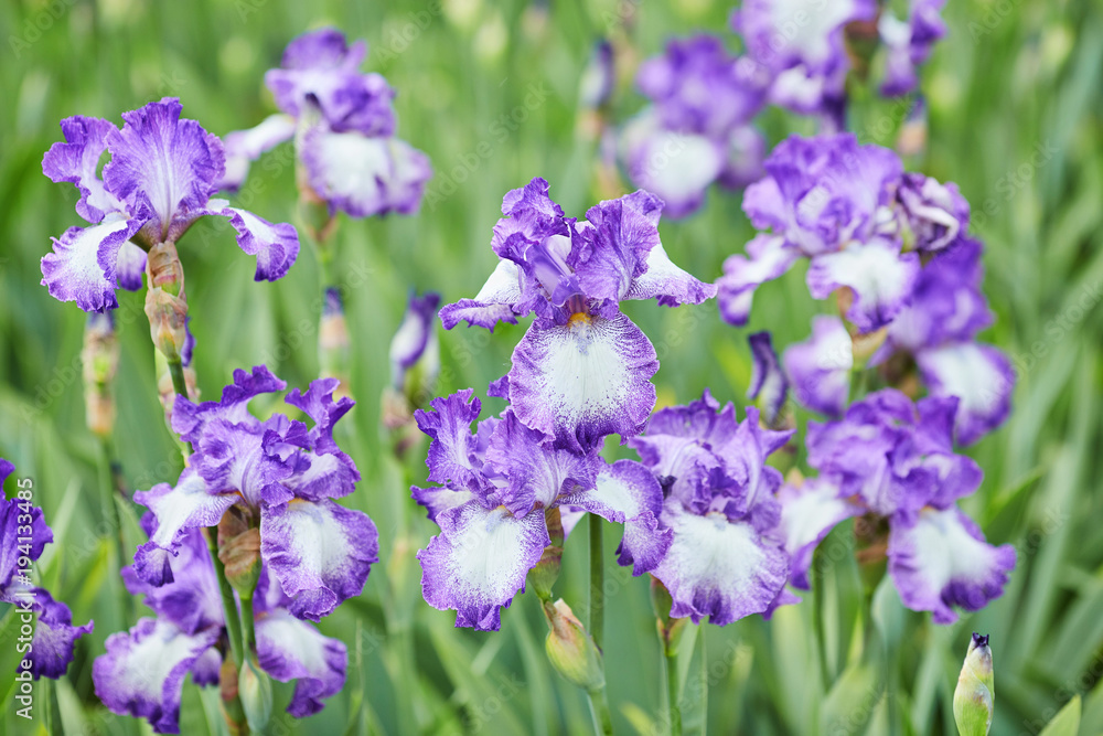 Group of purple irises in spring sunny day.