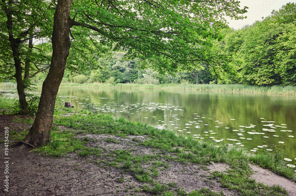 Forest. Green tree in the wood. Nature ourdoor environment. Landscape with sun, foliage, pond, lake. Sunlight park. Lush summer plant. Forest. Green tree in the wood. Nature ourdoor environment. Landscape with sun, foliage, pond, lake. Sunlight park. Lush summer plant.
