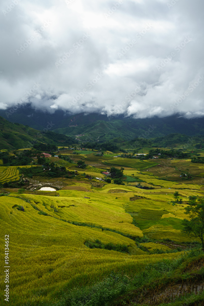 Terraced rice field landscape in harvesting season in Y Ty, Bat Xat district, Lao Cai, north Vietnam Terraced rice field landscape in harvesting season in Y Ty, Bat Xat district, Lao Cai, north Vietnam