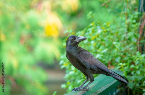  Crow in the park with soft natural green background