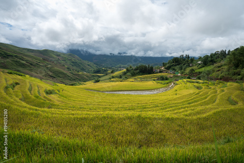 Terraced rice field landscape in harvesting season in Y Ty, Bat Xat district, Lao Cai, north Vietnam © Hanoi Photography