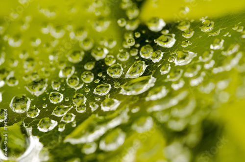 Morning dew on spider web