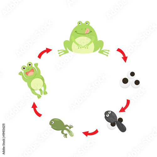 illustration life cycle frog vector