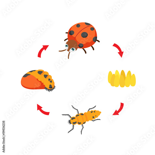 illustration life cycle ladybug vector © Jehsomwang