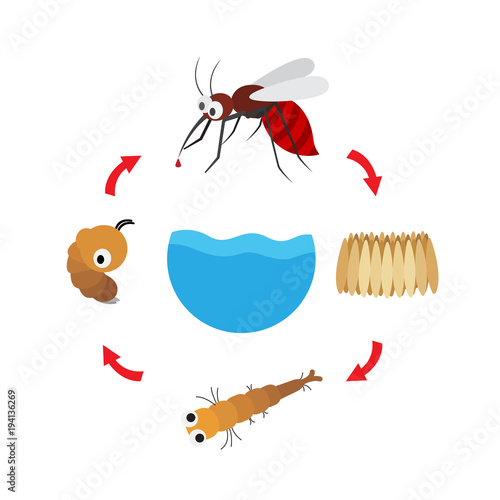 illustration life cycle mosquito