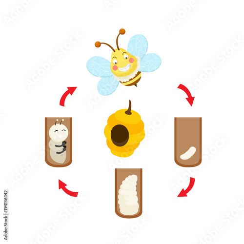 illustration life cycle bee vector