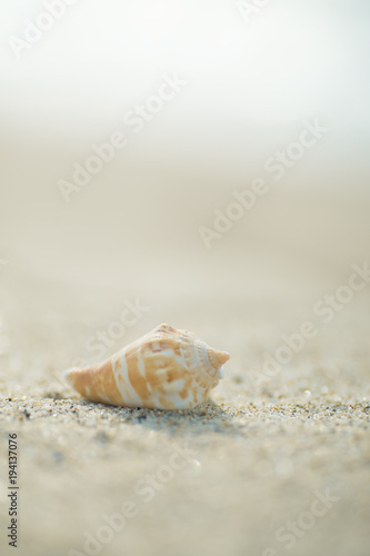 砂浜と貝殻   © 歌うカメラマン