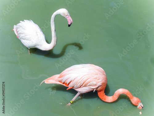 Flamingo on the pond 