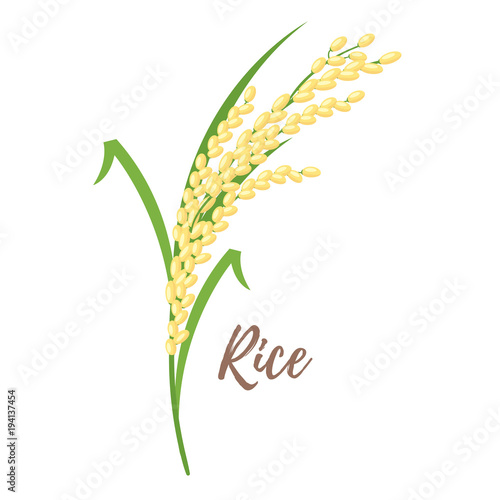 illustration of cereals - rice