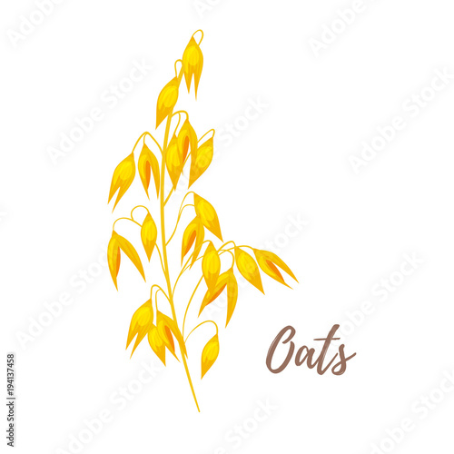 illustration of cereals - oats.
