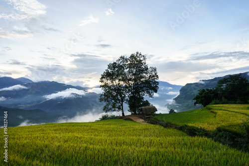Terraced rice field landscape in harvesting season with big tree and low clouds in Y Ty  Bat Xat district  Lao Cai  north Vietnam