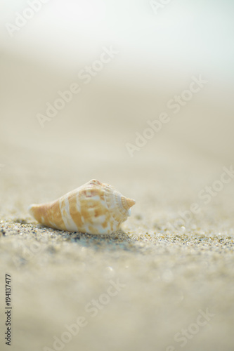 砂浜と貝殻   © 歌うカメラマン