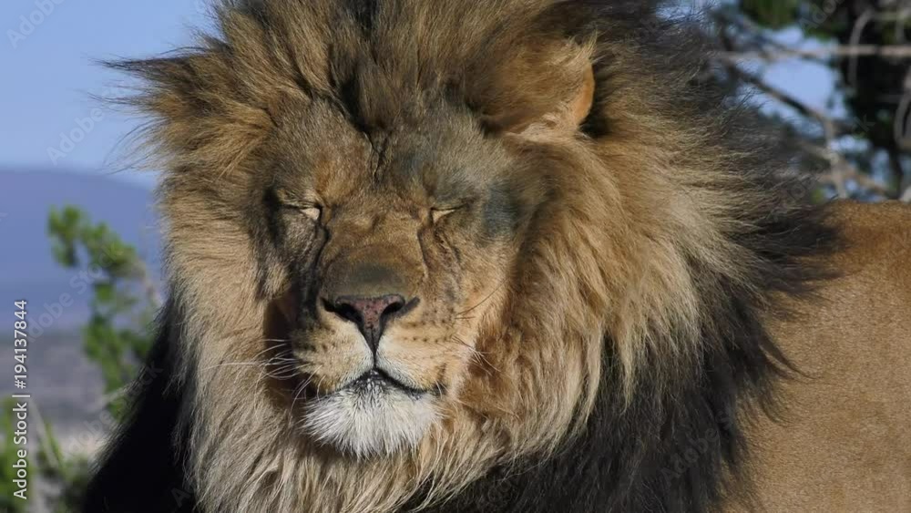 lion getting sleepy in the sunset and breeze lion getting sleepy in the sunset and breeze