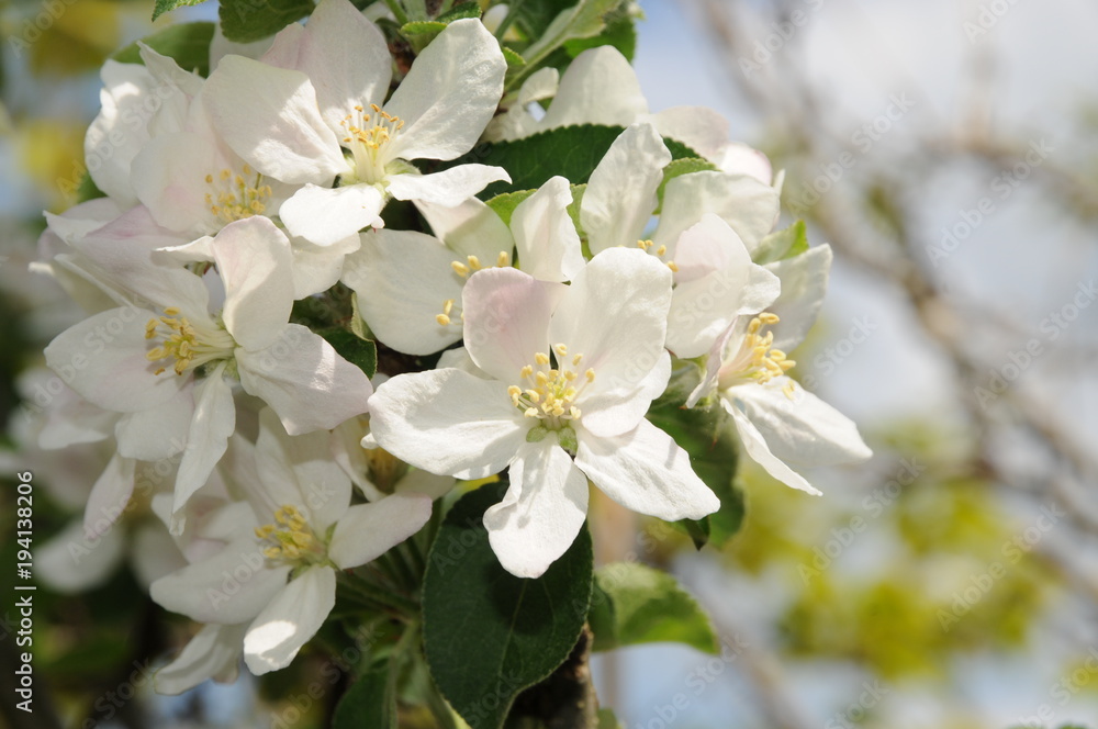 White Cherry tree flowers in sun light White Cherry tree flowers in sun light
