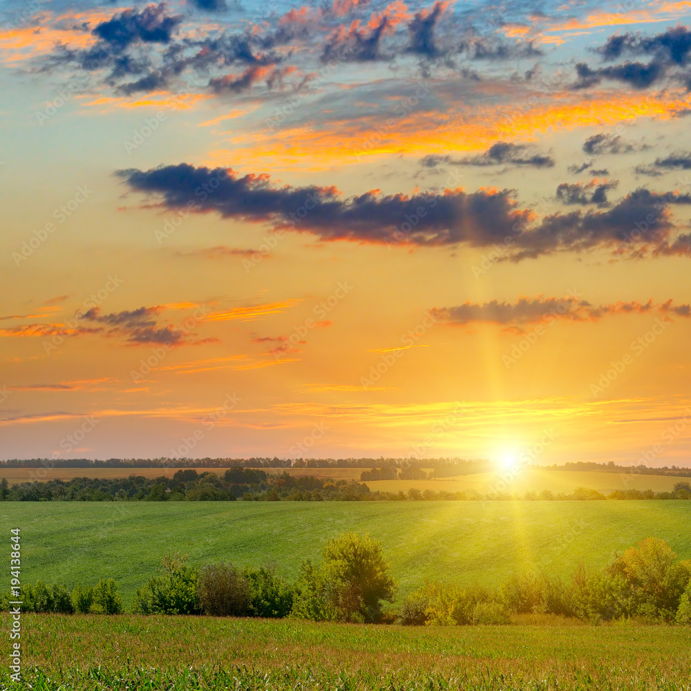 Plakat Corn field and sun rise on blue sky.