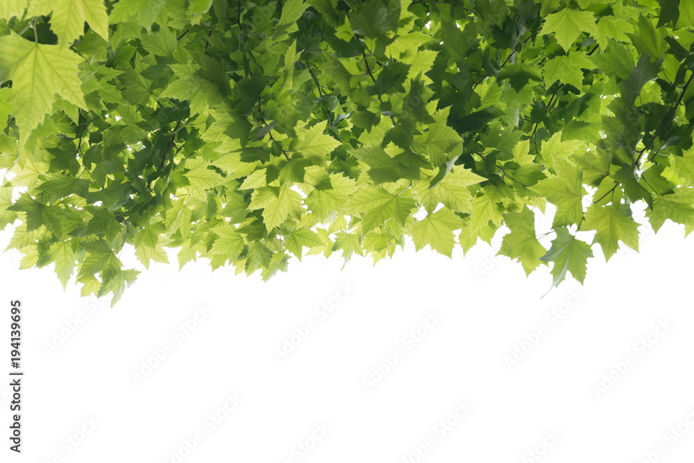leaf isolated on white leaf isolated on white