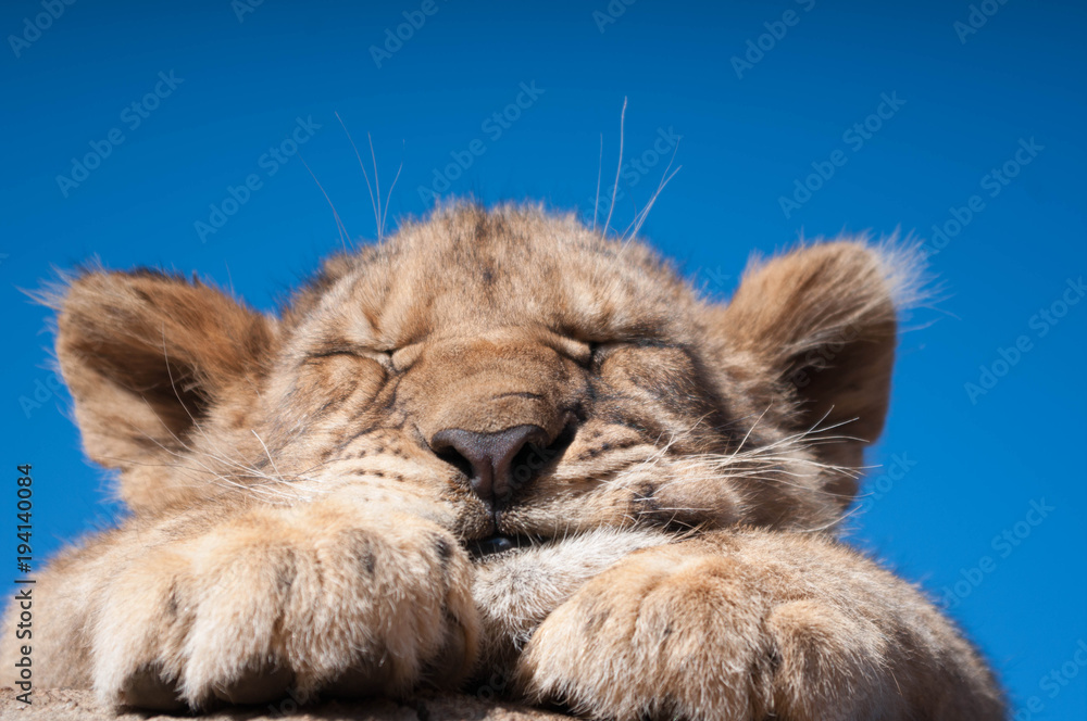 Schlafendes Löwenbaby