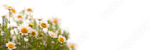 Close up on daisies, panoramic white background, spring concept