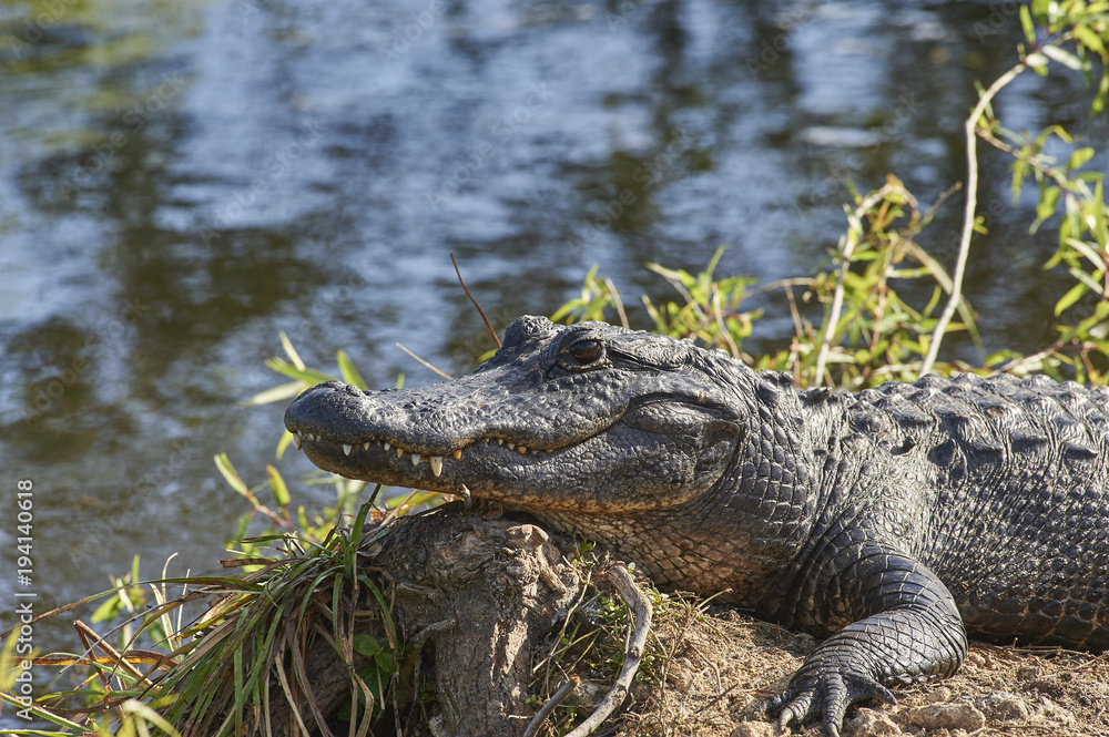 American Alligator in Everglades National Park Florida USA American Alligator in Everglades National Park Florida USA