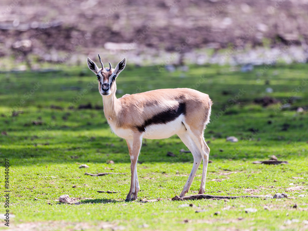 Fototapeta premium One Thomson's gazelle (Eudorcas thomsonii) stands on the pasture and looks around
