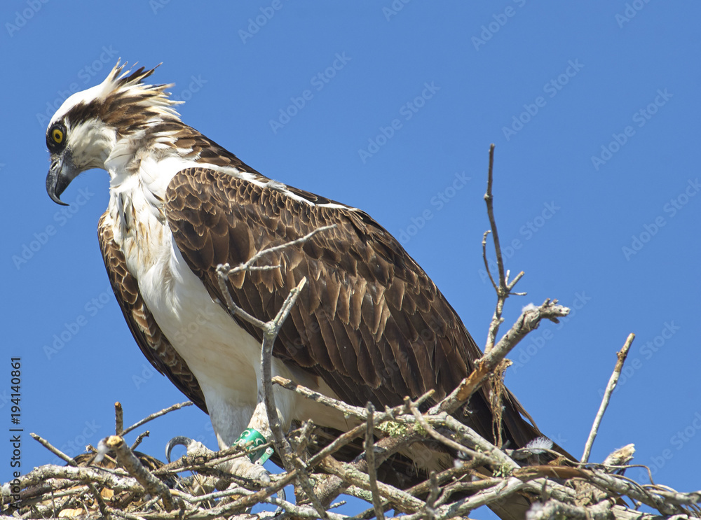 Osprey Osprey