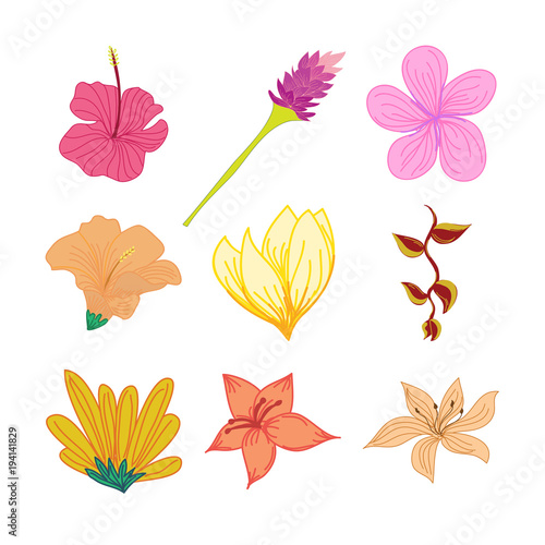 Various Tropical Flowers Hand Drawn Illustration Set