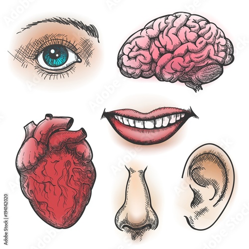 Human organs sketch. Face and internal organs in vintage style like eye and brain, mouth, nose and heart