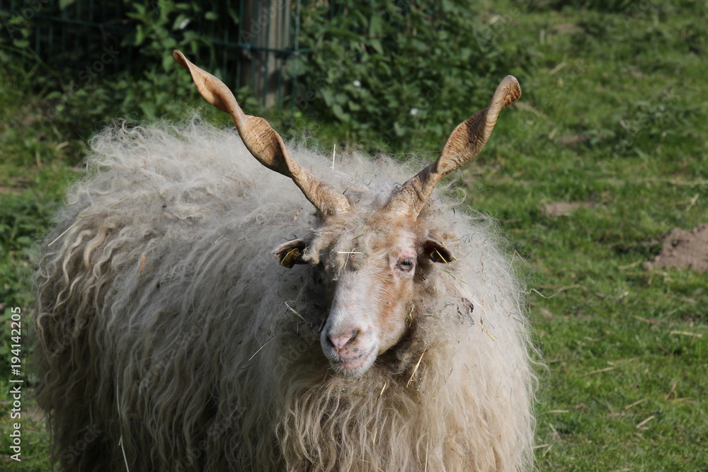 Obraz premium Zackelschaf