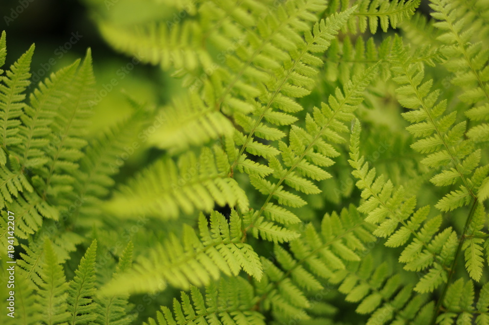 Fern green leaves Fern green leaves