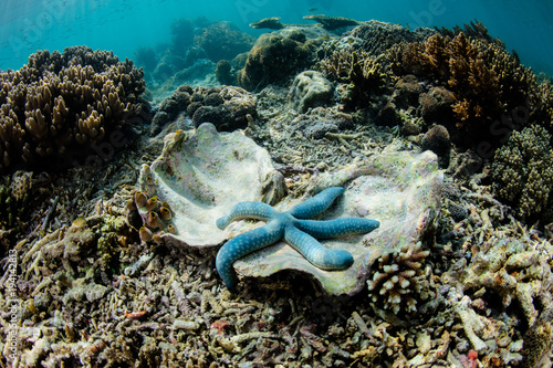 Blue Starfish in Empty Clam Shell